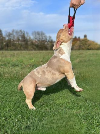 Biete American Bully Pocket Deckrüde