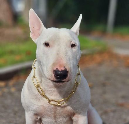 Miniatur Bullterrier Deckrüde