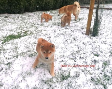Reizende Shiba Inu Welpen