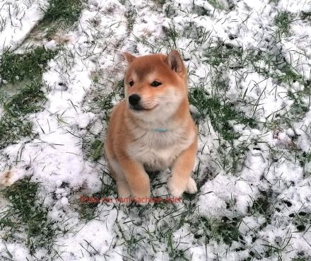 Reizende Shiba Inu Welpen