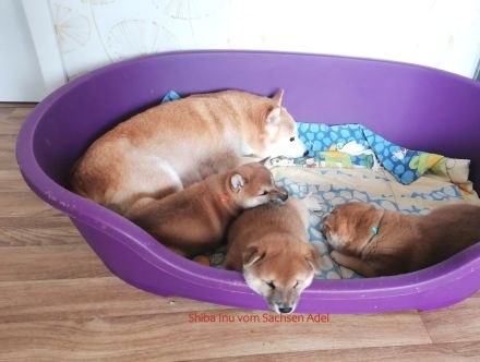 Reizende Shiba Inu Welpen