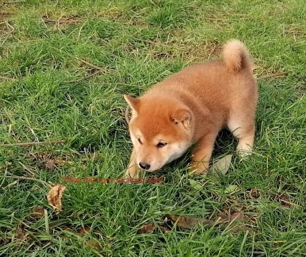 Reizende Shiba Inu Welpen
