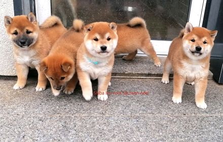 Reizende Shiba Inu Welpen