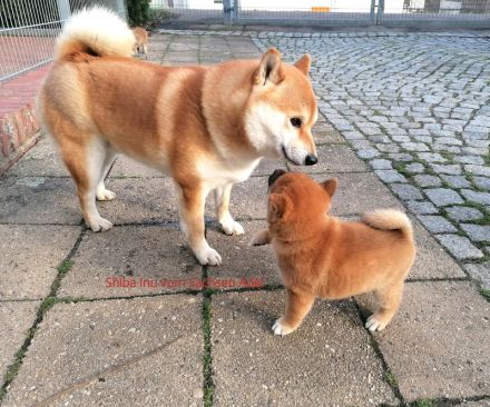 Reizende Shiba Inu Welpen