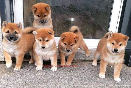 Reizende Shiba Inu Welpen