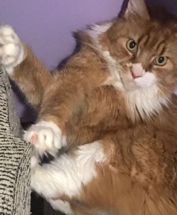 Norwegische Waldkatze