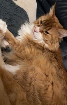 Norwegische Waldkatze