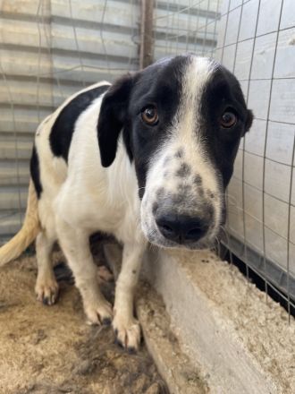 Tonka, geb. ca. 01/2022, lebt in GRIECHENLAND, auf einem Gelände, auf dem die Hunde notdürftig verso