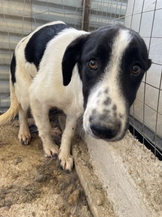 Tonka, geb. ca. 01/2022, lebt in GRIECHENLAND, auf einem Gelände, auf dem die Hunde notdürftig verso