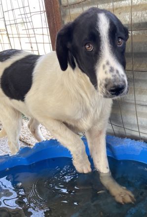 Tonka, geb. ca. 01/2022, lebt in GRIECHENLAND, auf einem Gelände, auf dem die Hunde notdürftig verso