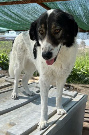 Xalia, geb. ca. 03/2018, lebt in GRIECHENLAND, im städt. Tierheim Serres