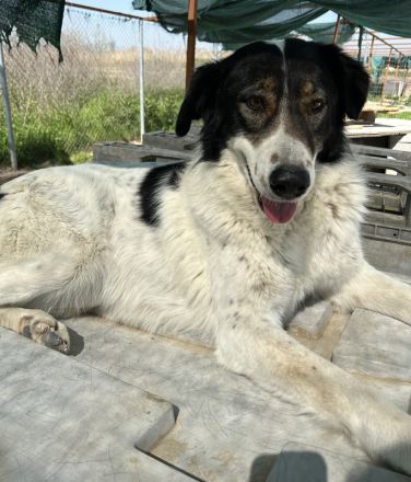 Xalia, geb. ca. 03/2018, lebt in GRIECHENLAND, im städt. Tierheim Serres