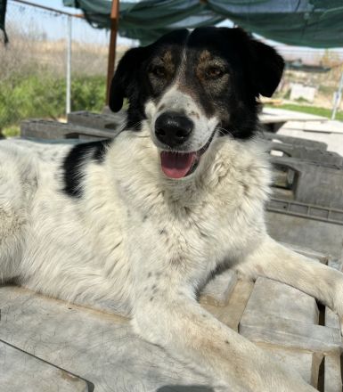 Xalia, geb. ca. 03/2018, lebt in GRIECHENLAND, im städt. Tierheim Serres