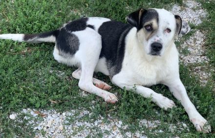 Marisa, geb. ca. 12/2017, lebt in GRIECHENLAND, im städt. Tierheim Serres