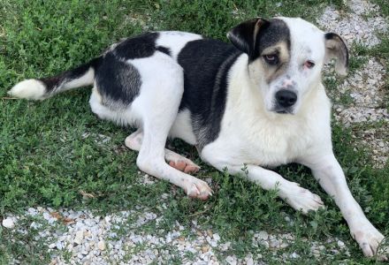 Marisa, geb. ca. 12/2017, lebt in GRIECHENLAND, im städt. Tierheim Serres