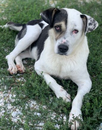 Marisa, geb. ca. 12/2017, lebt in GRIECHENLAND, im städt. Tierheim Serres