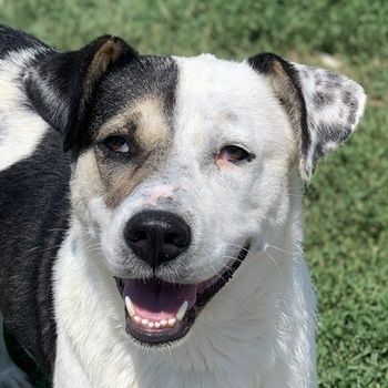 Marisa, geb. ca. 12/2017, lebt in GRIECHENLAND, im städt. Tierheim Serres