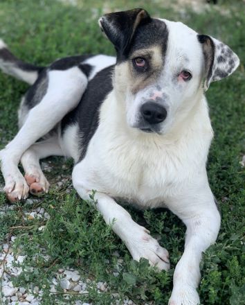 Marisa, geb. ca. 12/2017, lebt in GRIECHENLAND, im städt. Tierheim Serres