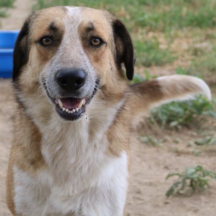 Nena, geb. ca. 10/2017, lebt in GRIECHENLAND, im städt. Tierheim Serres
