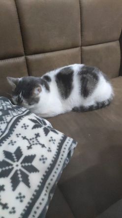 Liebe Hauskatze als einzel Katze abzugeben