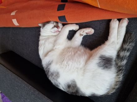 Liebe Hauskatze als einzel Katze abzugeben