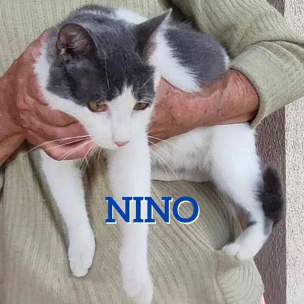 NINO ❤️