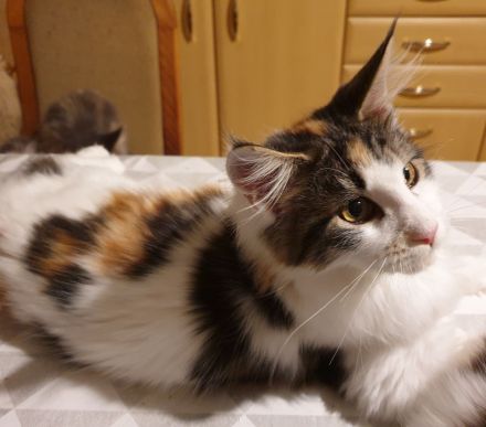 TRAUMHAFT SCHÖNE REINRASSIGE MAINE COON KITTEN mit Stammbaum