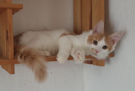 TRAUMHAFT SCHÖNE REINRASSIGE MAINE COON KITTEN mit Stammbaum