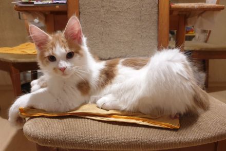 TRAUMHAFT SCHÖNE REINRASSIGE MAINE COON KITTEN mit Stammbaum