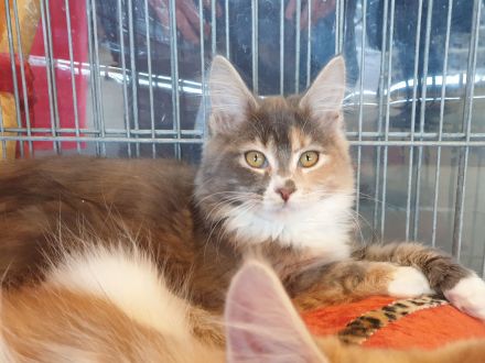 TRAUMHAFT SCHÖNE REINRASSIGE MAINE COON KITTEN mit Stammbaum