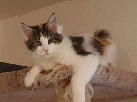 TRAUMHAFT SCHÖNE REINRASSIGE MAINE COON KITTEN mit Stammbaum