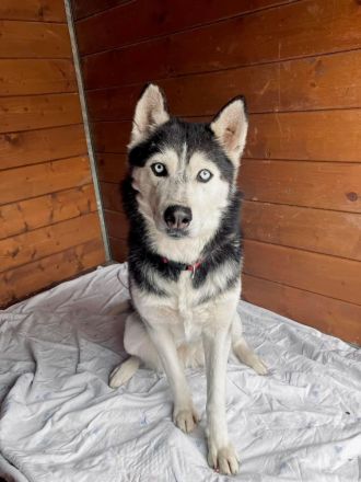 Starlight - Husky (mix) aktiv, lieb (w)