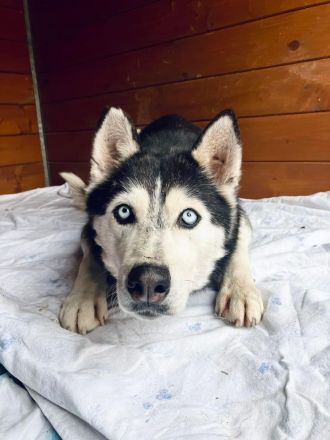 Starlight - Husky (mix) aktiv, lieb (w)