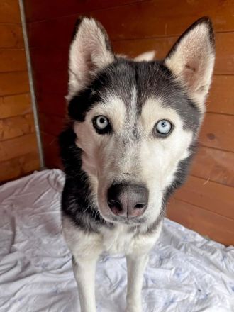 Starlight - Husky (mix) aktiv, lieb (w)