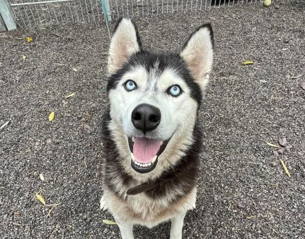 Starlight - Husky (mix) aktiv, lieb (w)