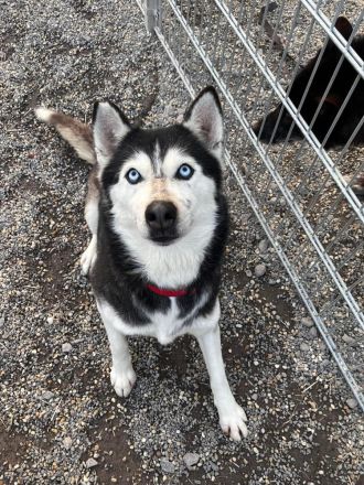 Starlight - Husky (mix) aktiv, lieb (w)