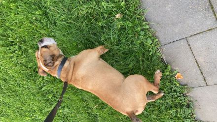 Paco sucht ein neues zuhause