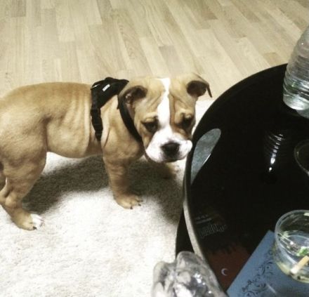 Paco sucht ein neues zuhause