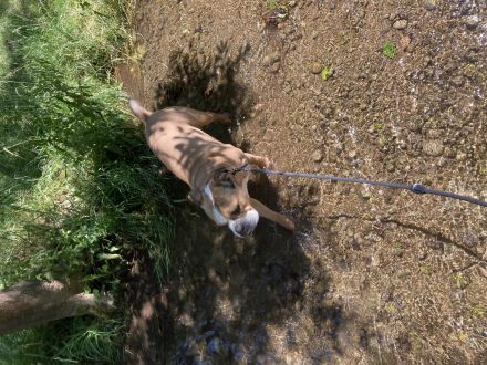 Paco sucht ein neues zuhause