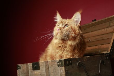 Maine Coon Deckkater *Rot*