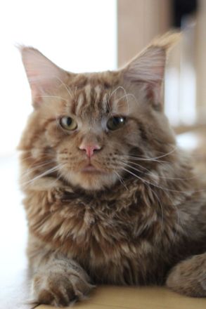 Maine Coon Deckkater *Rot*