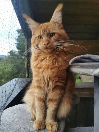 Maine Coon Deckkater *Rot*