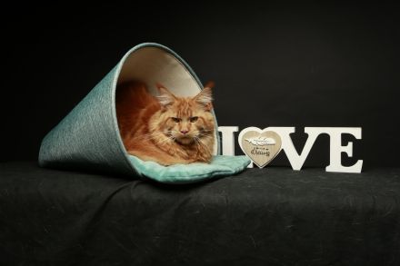 Maine Coon Deckkater *Rot*