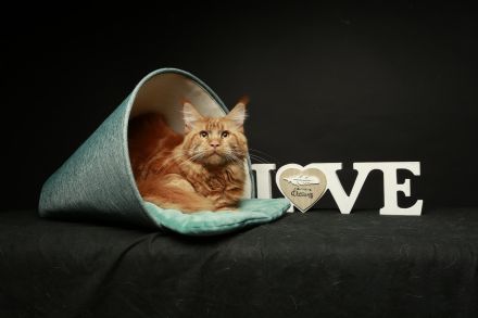 Maine Coon Deckkater *Rot*