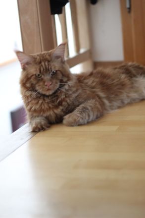 Maine Coon Deckkater *Rot*
