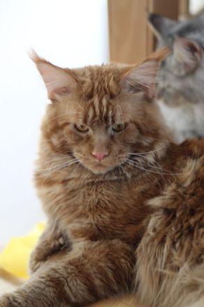 Maine Coon Deckkater *Rot*