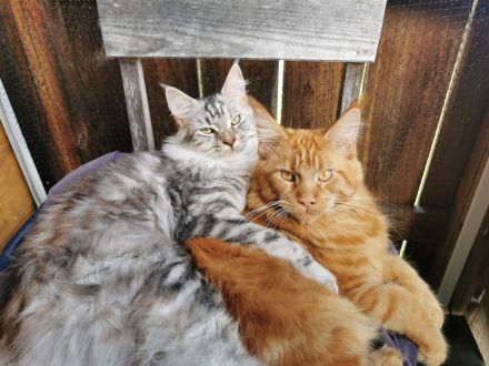 Maine Coon Deckkater *Rot*