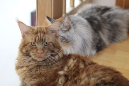 Maine Coon Deckkater *Rot*