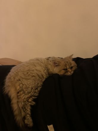 Britisch Langhaar Kitten (BLA Kitten)