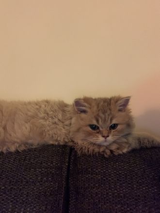 Britisch Langhaar Kitten (BLA Kitten)